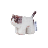 Milk, Domestic Shorthair