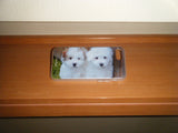 two puppies case