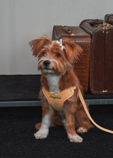 Holiday in paris X type harness (Yellow)