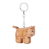 Cheese, Domestic Shorthair