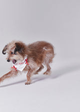 Naming merry ribbon bandana (White)