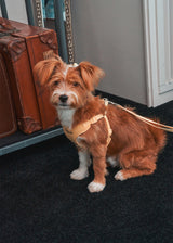 Holiday in paris X type harness (Yellow)