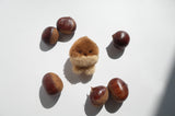 baby chestnut keyring