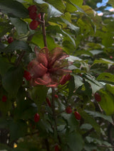 Burgundy Rosley (1ea)