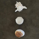 shell mirror tok (magnet) - 2colors