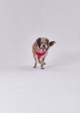 Naming merry ribbon bandana (Red)