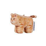 Cheese, Domestic Shorthair