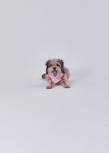 Naming merry ribbon bandana (Pink)