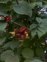 Burgundy Rosley (1ea)