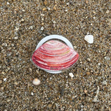 [ Littleneck Clam  ] Tok -MAGSAFE