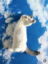 Under the blue sky, Landscape rug 100x150