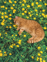 Buttercup field, Landscape rug 100x150