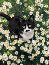 Whisper of the Daisy, Landscape rug 100x150