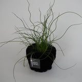 フラフィーポット / FLUFFY POT (M / BLACK)