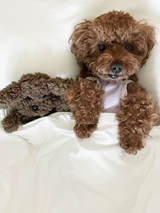 I have a dog, too ! - Doll Type