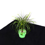フラフィーポット / FLUFFY POT (XL / GREEN)