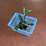 フラフィーポット / FLUFFY POT (M / BLACK)