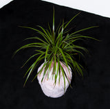 フラフィーポット / FLUFFY POT (XL / PINK)