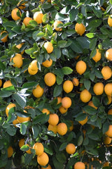 Lemon collar pocket OPS 
